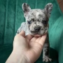 Бебета French bulldog , снимка 1
