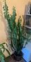 Африканско млечно дърво-(Катедрален кактус)-(Euphorbia trigona), снимка 2