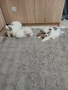 Mini Pomeran , снимка 11
