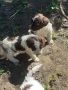 Кученца италиански лагото ромаьоло,две женски и две мъжки., снимка 9