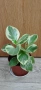 Пеперомия вариегатна , снимка 3