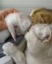 Шотландски котета сребърна чинчила, снимка 8