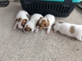 Джак Ръсел териер , снимка 7
