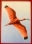 2115к. Нидерландия 2024 - “ Фауна. Птици от остров Бонер. “, снимка 4