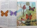 Они должны жить - Бабочки - Н.И.Кочетова - 1990г., снимка 7