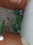 Продавам папагали Голям Александар, снимка 1 - Папагали - 45601855