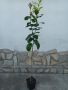 Лимон - Лимоново дръвче - различни размери, снимка 1 - Градински цветя и растения - 41291782