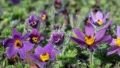 🌸 🌿 Pulsatilla vulgaris ‘Blaue Glocke’ (Съсънка), снимка 1