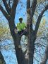Рязане, отсичане, премахване, на опасни дървета и клони в гр. Пловдив, снимка 6