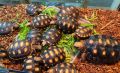 Сухоземна Червенопетниста Костенурка Карбонария - Red-footed tortoise, Chelonoidis carbonarius, снимка 1