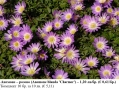 Анемоне – розово (Anemone blanda 'Charmer') – грудки, снимка 1