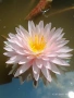 Продавам сортови Водни лилии , снимка 8