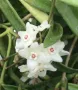 Хоя, Hoya longifolia, снимка 1