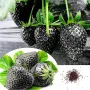 100 семена от плод черна ягода органични плодови ягодови семки от вкусни черни ягоди отлични плодове, снимка 1