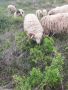Провават се Овце, Кочове и  Чепишки  за Курбан Байрам, снимка 4