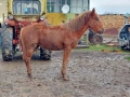 Продавам двата коня , снимка 7