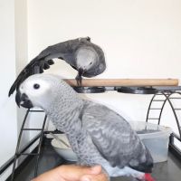Африкански сиви папагали, снимка 4 - Папагали - 46157756