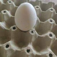 Продавам яйца от гъски , снимка 1 - други­ - 45208086