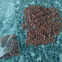 Семена за Аспержов боб., снимка 3 - Сортови семена и луковици - 45021409