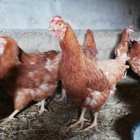 Ломан Браун кокошки за Яйца, кокошки, петли , снимка 3 - Кокошки и пуйки - 41756675