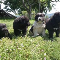 Продавам български овчарски кучета, снимка 2 - Каракачанска овчарка - 45594348