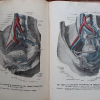 Анатомически атлас, том 1 и 2, Вернер Шпалтехолц, 1946, снимка 5 - Специализирана литература - 45394705