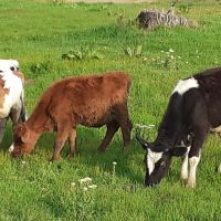 Продавам 3 мъжки и 2 женски телета, снимка 2 - Крави - 45380636
