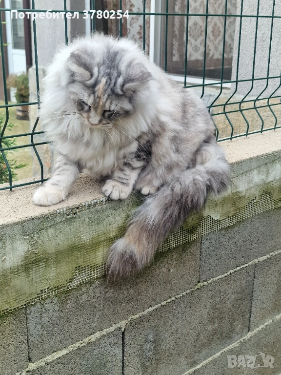 Мейн Кун , снимка 1