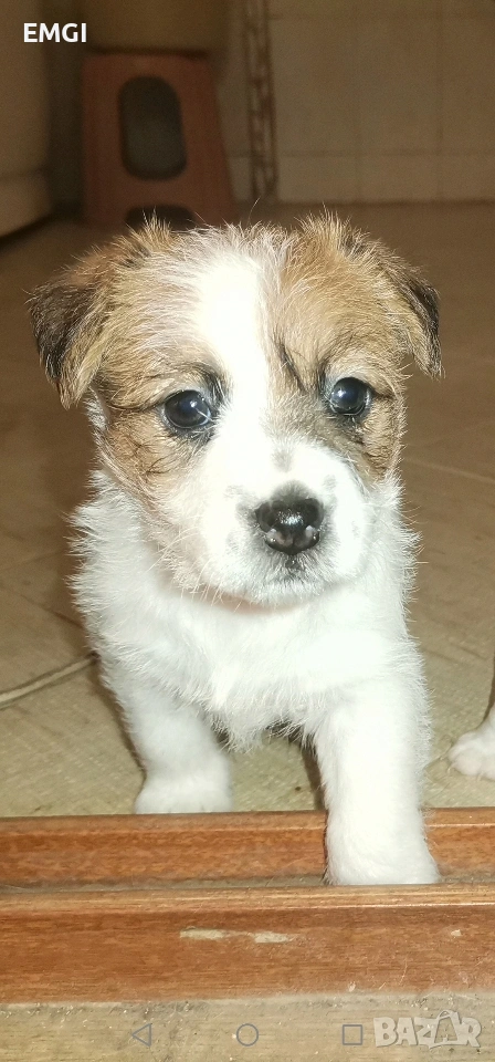 Джак ръсел териер ТВЪРДОКОСМЕСТ, снимка 1