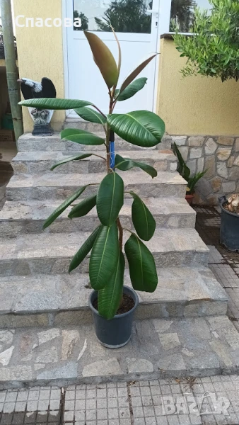 Фикус еластика Робуста - стайно цвете, снимка 1