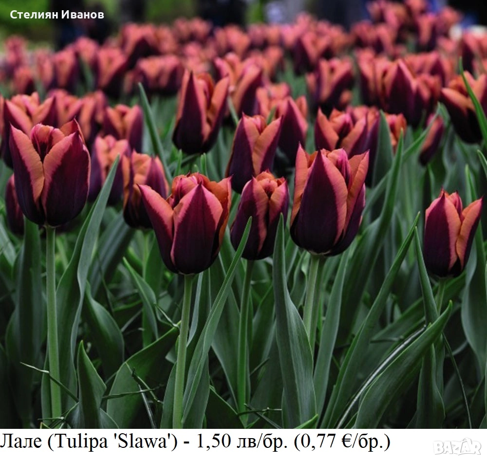 Лале (Tulipa 'Slawa') – луковици, снимка 1