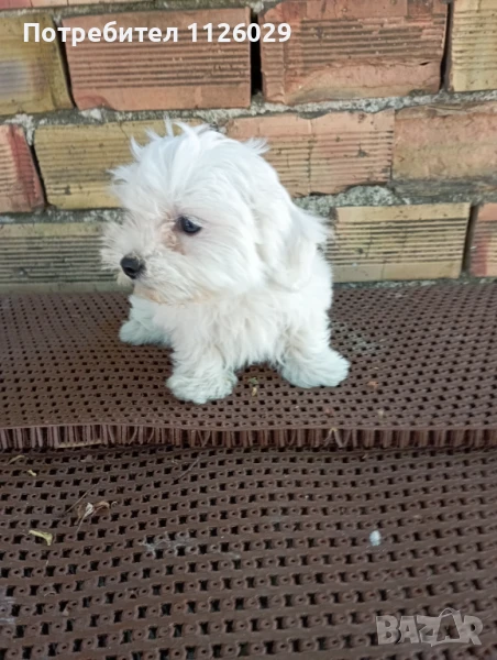 Малтийска болонка момиче, снимка 1