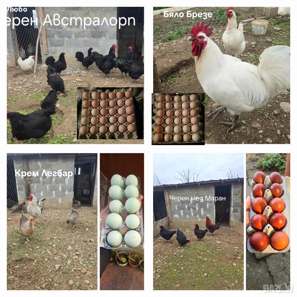 Оплодени яйца Брезе, Австралорп, Черен мед Маран и Крем Легбар, снимка 1
