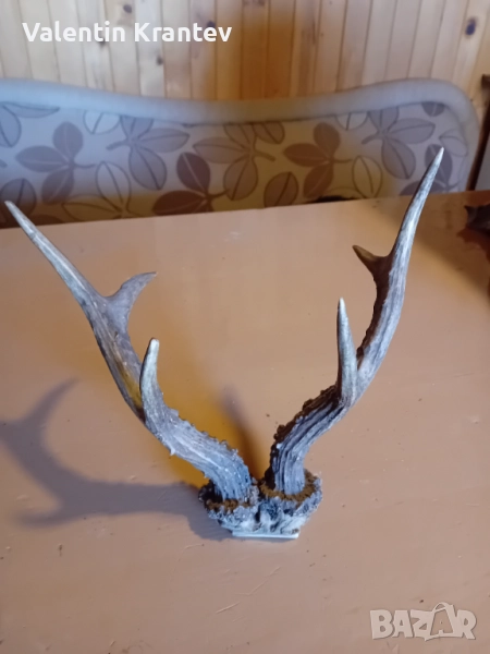 Еленови рога, снимка 1