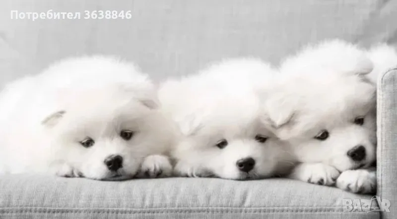 Самоед, снимка 1