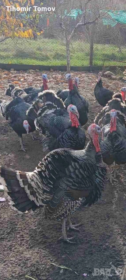 продавам пуйки пуяци , снимка 1