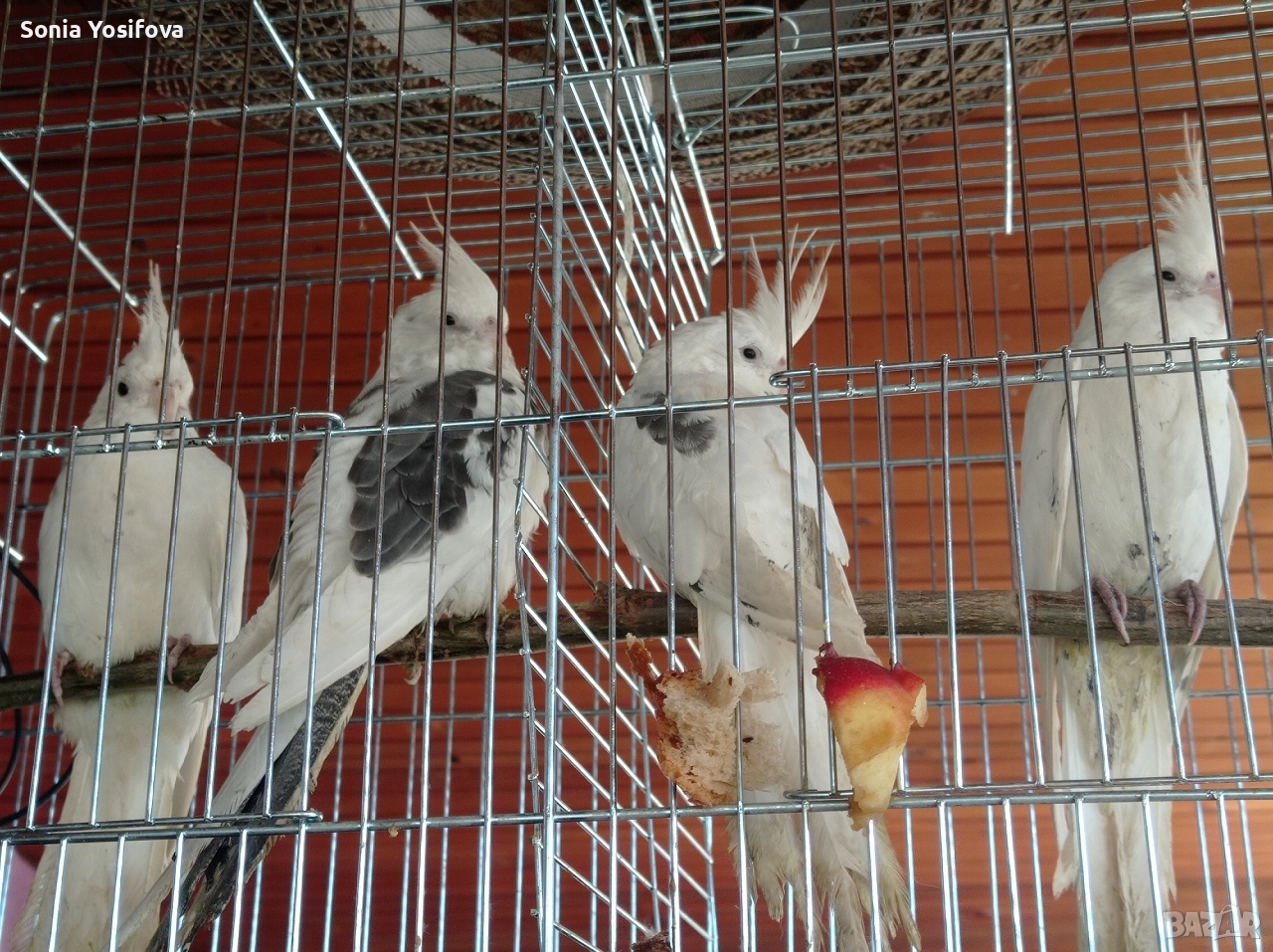 папагал Корела, снимка 1