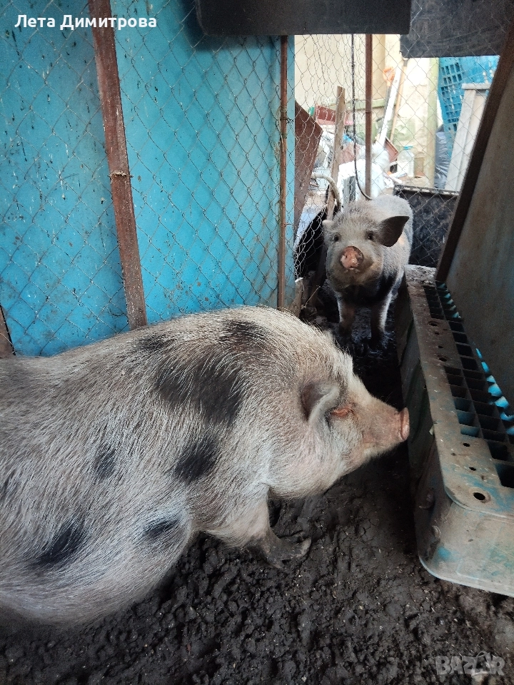 виетнамски около 340кг общо 700лв всичките, снимка 1