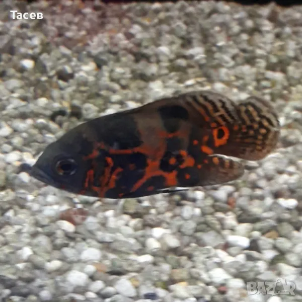 Оскар 6см, снимка 1