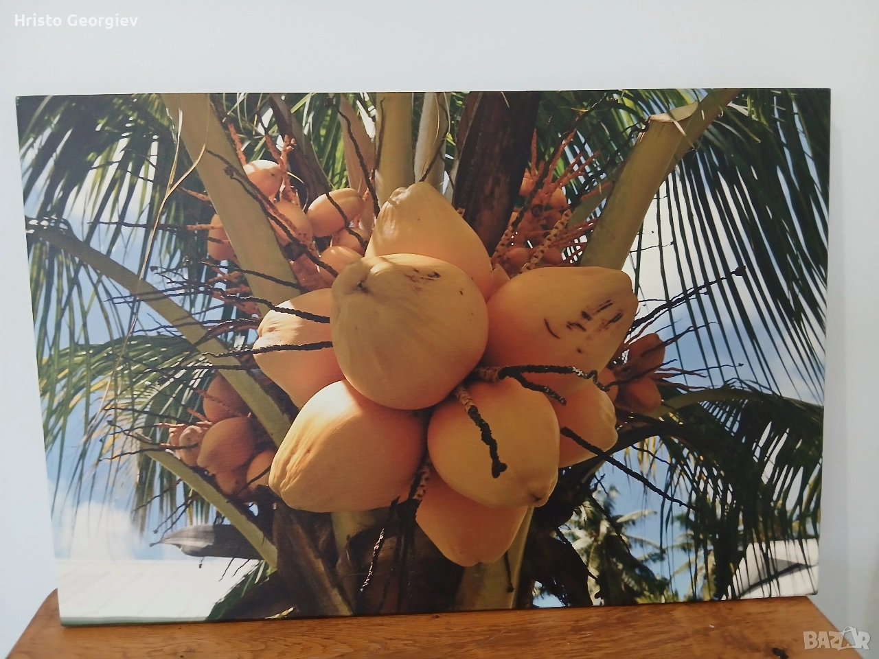 Снимка Картина Кокосов орех от Сейшели, снимка 1