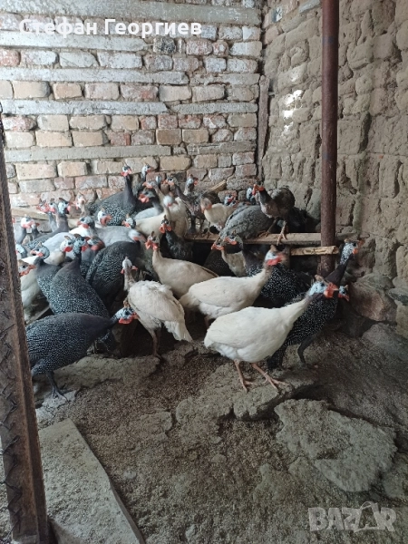 токачки , снимка 1