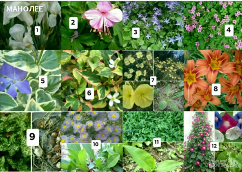 Цветя - 10 НЕЗАСАДЕНИ КОРЕНА В ЕДИН ПАКЕТ /видове по избор/ ЗА 20 ЛВ., снимка 1