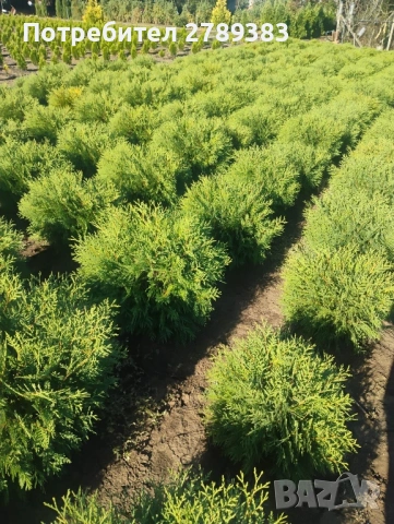 Туя смарагд , глобоза , западна , снимка 5 - Градински цветя и растения - 53053241