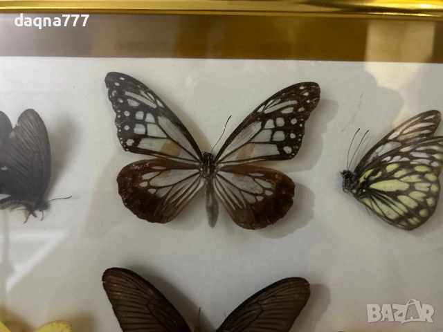 Рамка с екзотични пеперуди Азия, снимка 8 - Декорация за дома - 53397346