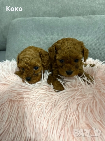 пудел Той/Тийкъп пудел , снимка 6 - Пудели - 51733780