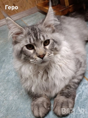 Мейн Кун , снимка 7 - Мейн кун - 52106190