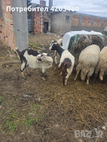 Овце и кози, снимка 2 - Кози - 53952096