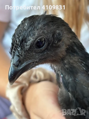 Аям Кемани на месец, снимка 1