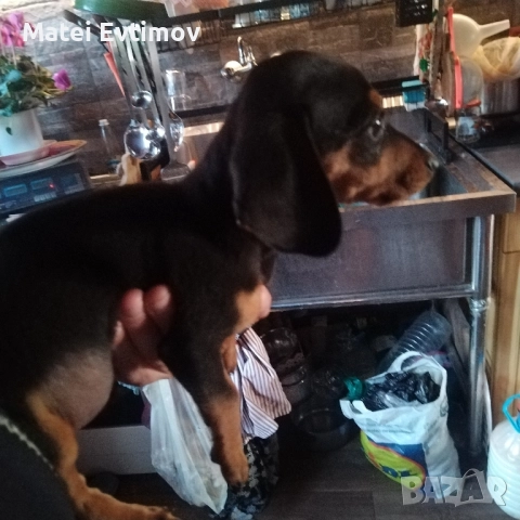 чистокръвен Дакел, снимка 4 - Дакели - 52460226
