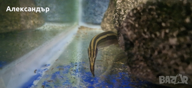 macrognathus aral, снимка 4 - Рибки - 52063872